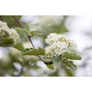 Blühender Crataegus laevigata (Weißdorn) mit weißen Blüten und grünen Blättern.