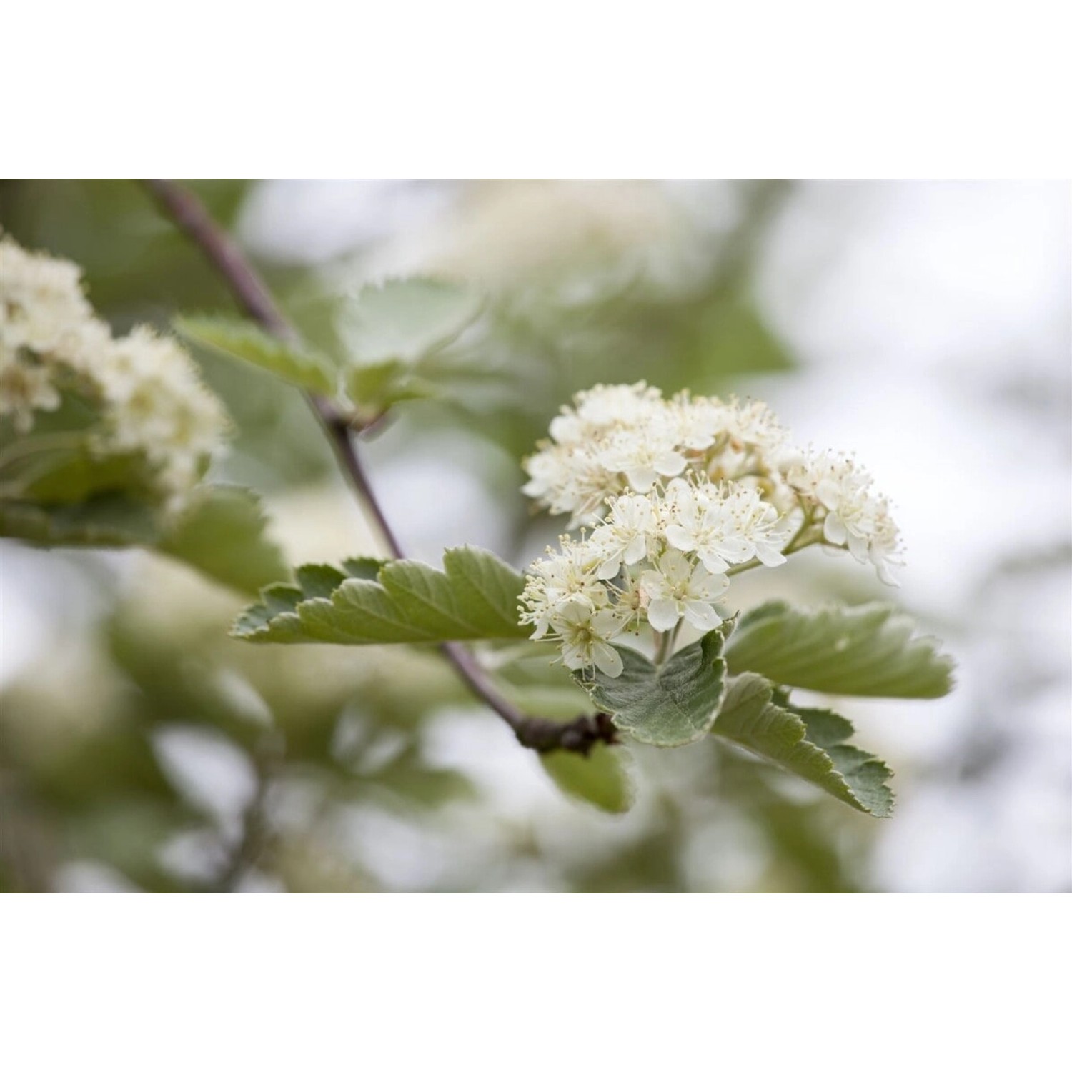 Crataegus laevigata 100-150 cm günstig online kaufen