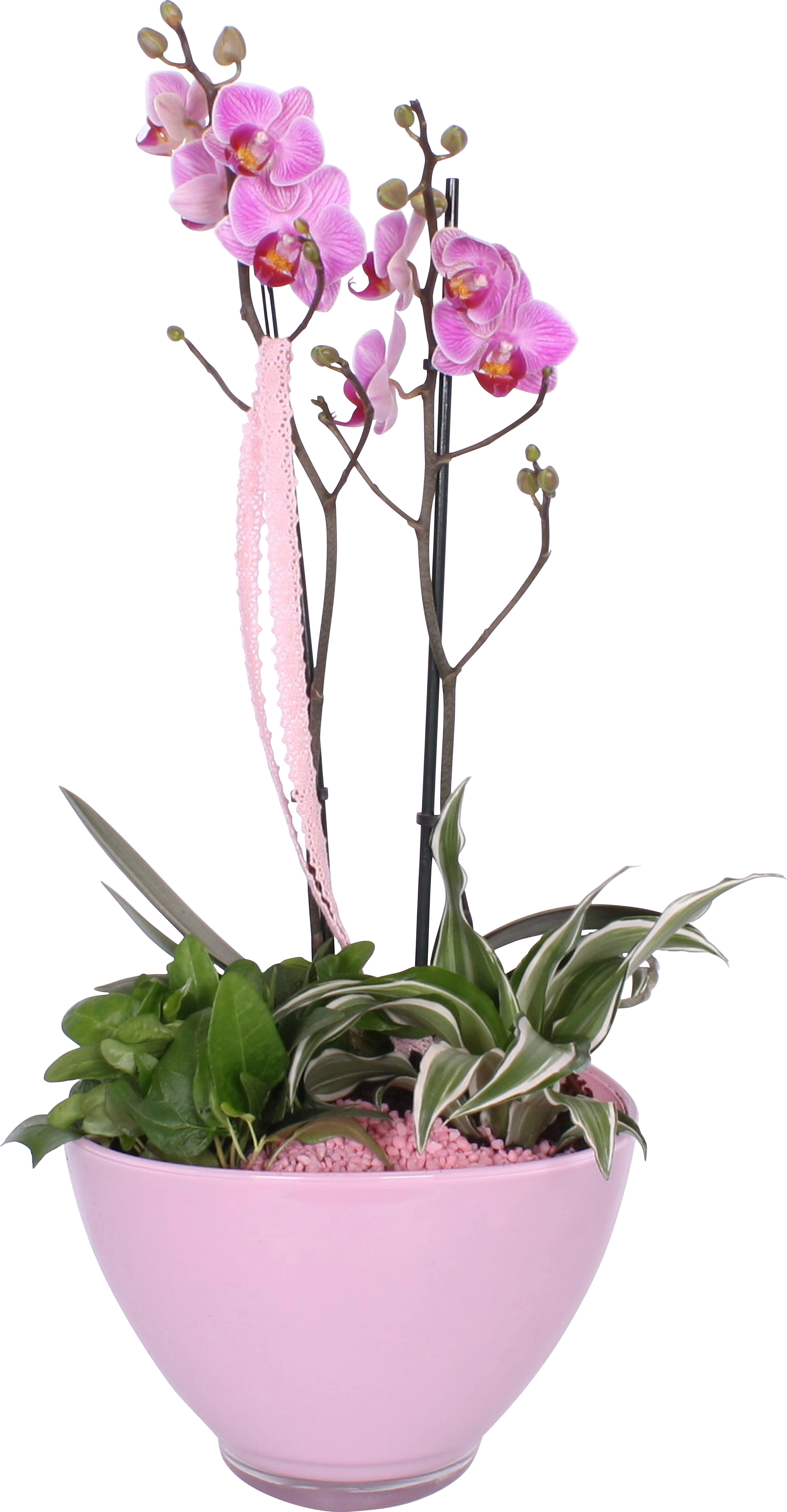 verschiedenen Glasschale in Orchidee kaufen Farben OBI Bepflanzte bei mit