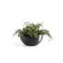 Dunkelgrauer Ecopots Pflanztopf Brussels, 35 cm, mit grüner Pflanze.