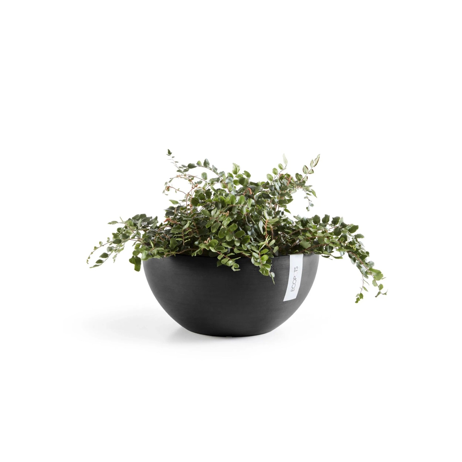 Dunkelgrauer Ecopots Pflanztopf Brussels, 35 cm, mit grüner Pflanze.