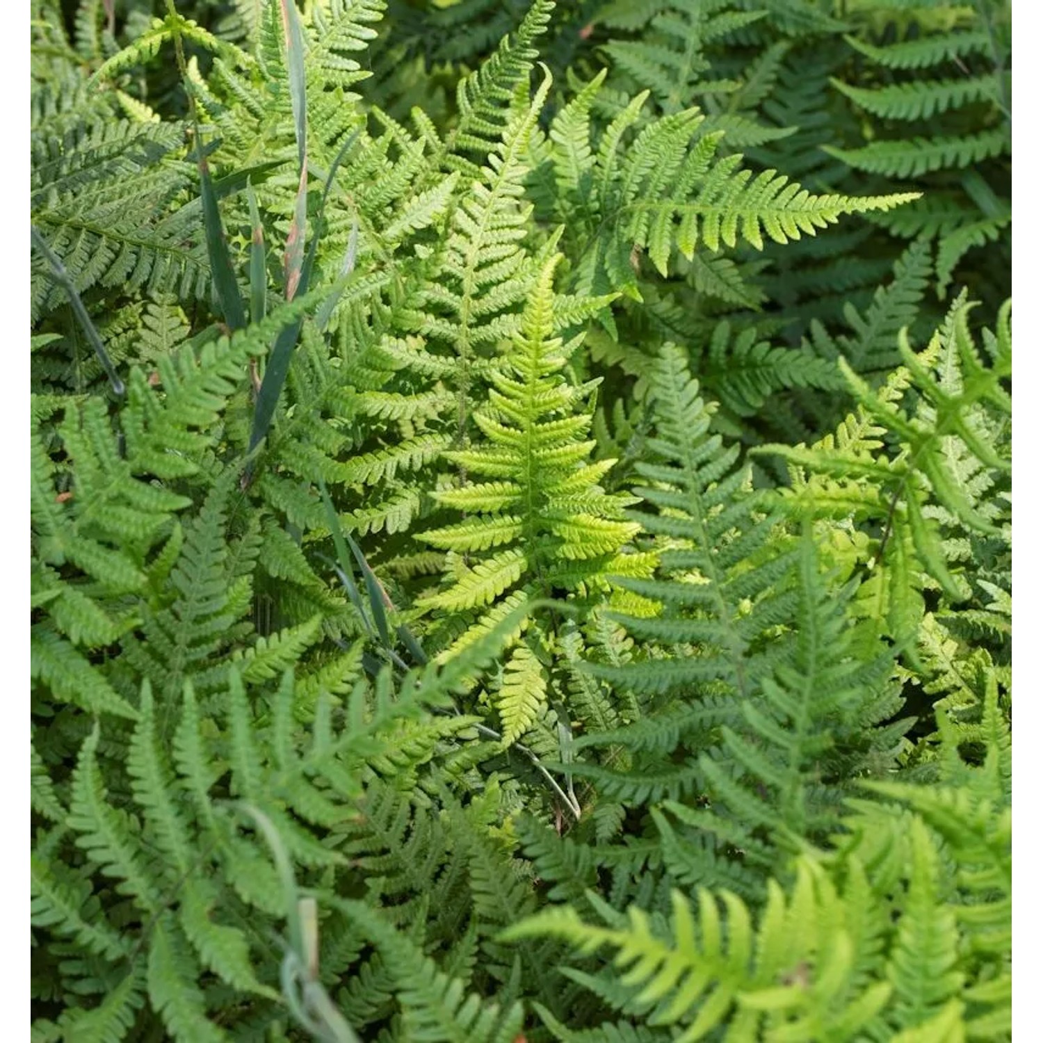 Tausendfüßlerfarn - Phegopteris decursive-pinnata