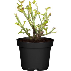 Junge gelbe Edelrose im Topf, ca. 10-20 cm hoch. Ideal für Beet und Kübel.