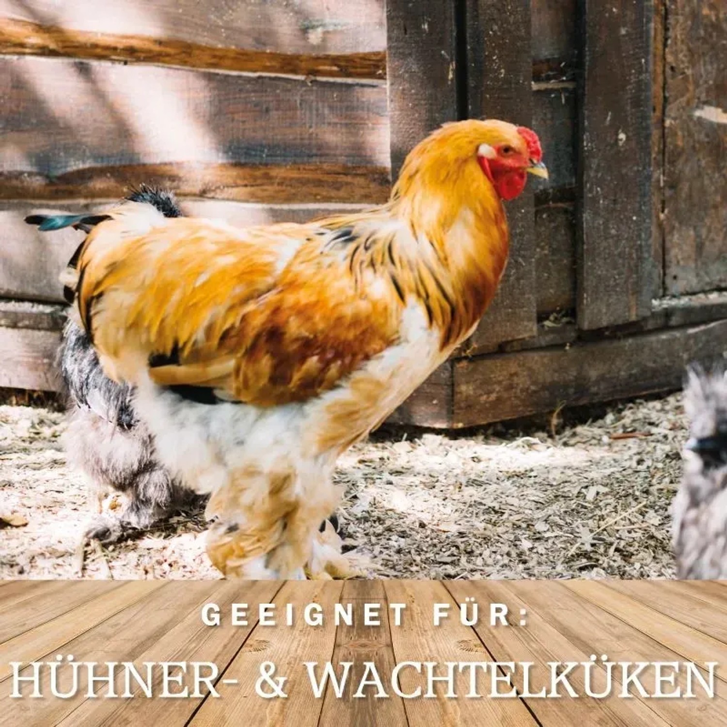 Goldbraunes Huhn frisst MeineHennen Pellet Vital Hühnerfutter. Zubehör für Geflügel.