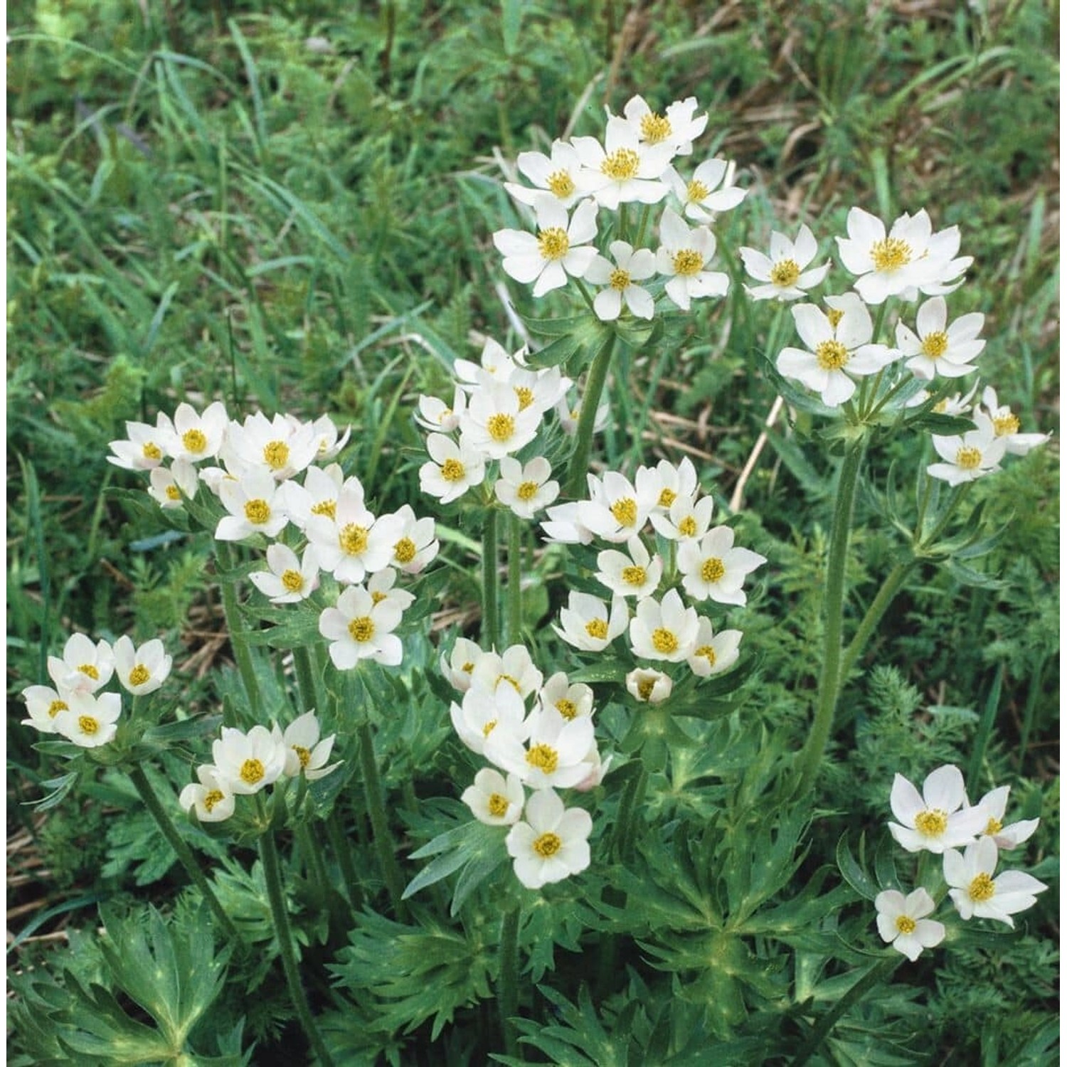 Anemone Canadensis Kanadische Anemone Ca. 9x9 cm Topf günstig online kaufen