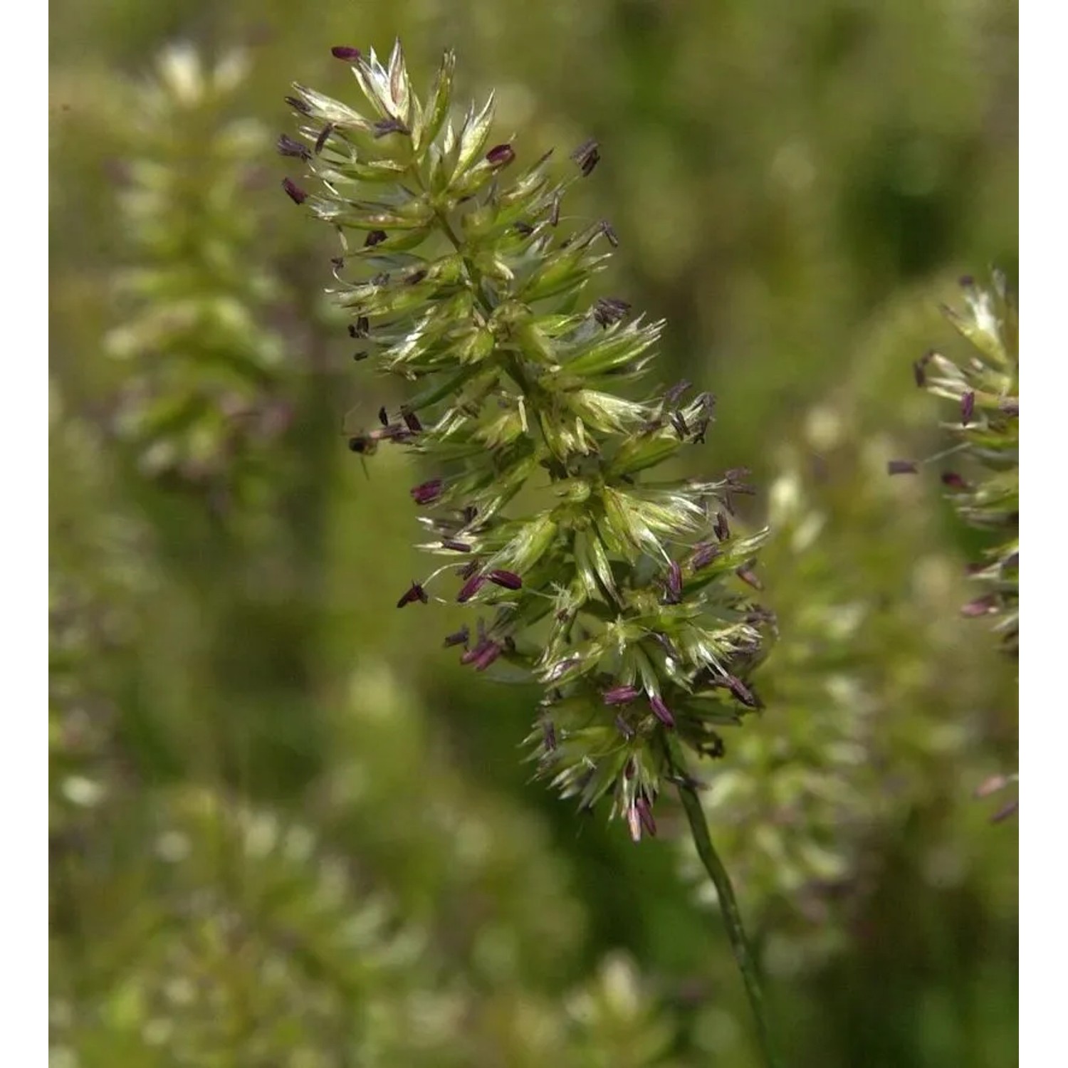 Zierliches Schillergras - Koeleria macrantha