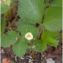 Garten Erdbeere Mieze Schindler - Fragaria ananassa