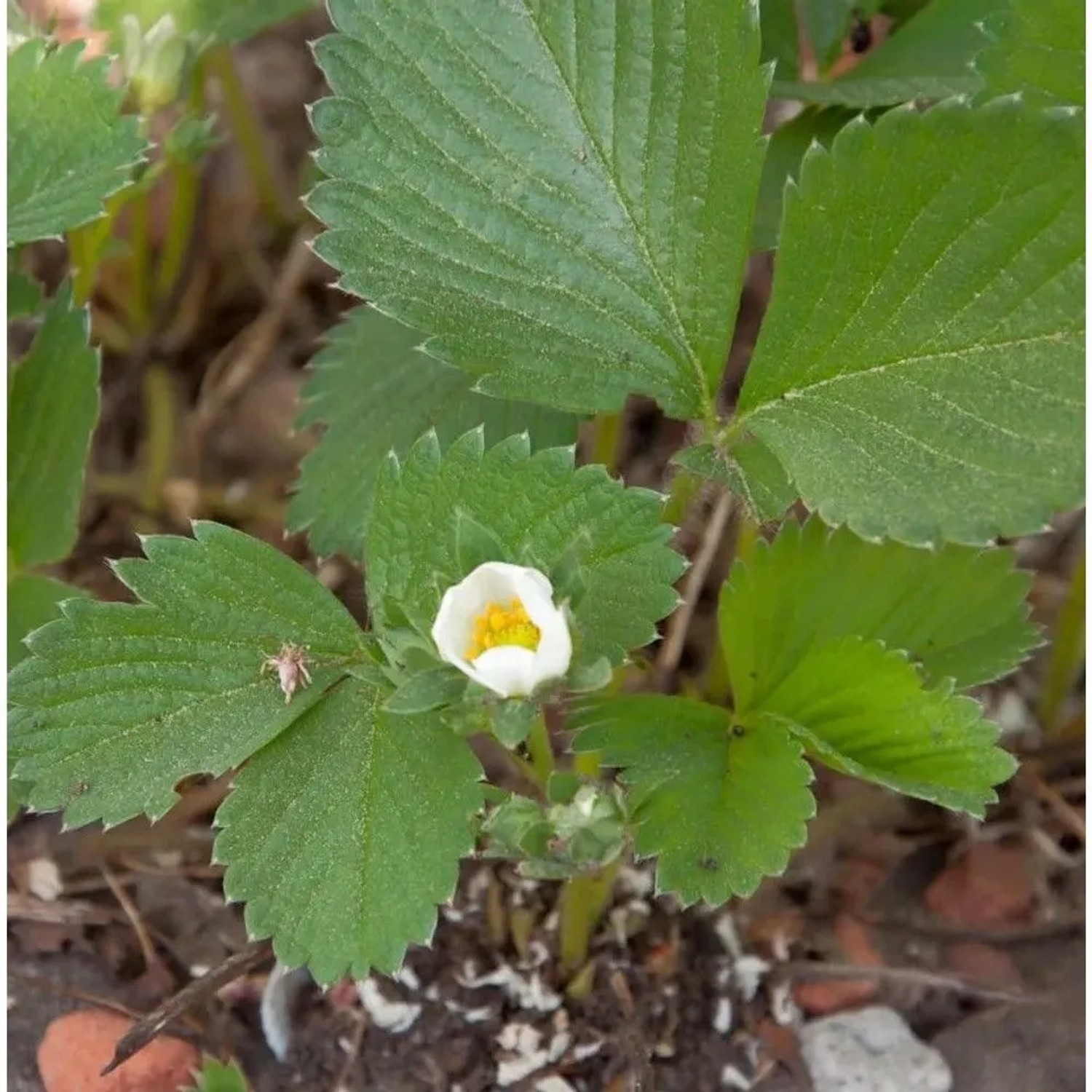 Garten Erdbeere Mieze Schindler - Fragaria ananassa
