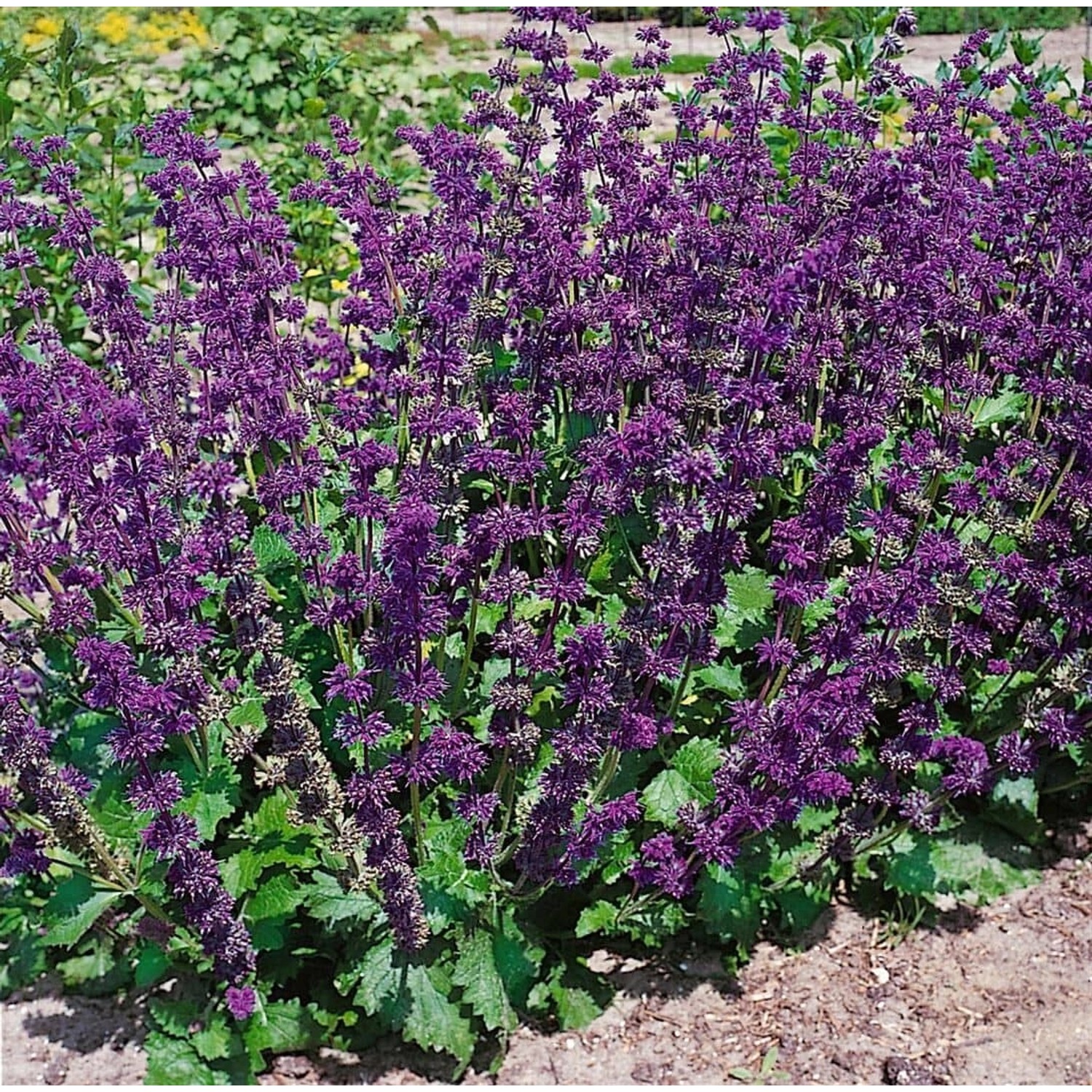 Salvia Verticillata Alba Quirlblütiger Salbei Ca. 9x9 cm Topf günstig online kaufen