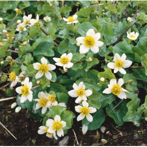 Weiße Sumpfdotterblume Caltha Leptosepala im 9x9 cm Topf, blühende Staude mit grünen Blättern und weißen Blüten.