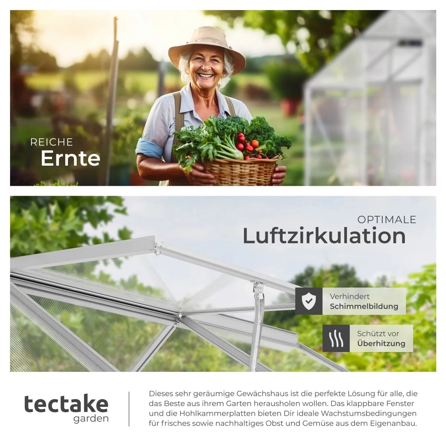 Tectake Gewächshaus mit transparenten Platten, offenem Dachfenster für Belüftung. Frau mit Gemüsekorb, reiche Ernte.
