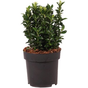 Japanischer Spindelstrauch 'Green Spire' im Topf, ca. 20 cm hoch.