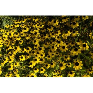Gelber Dreilappiger Sonnenhut (Rudbeckia Triloba) im 9x9 cm Topf, blühende Staude.