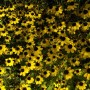 Gelber Dreilappiger Sonnenhut (Rudbeckia Triloba) im 9x9 cm Topf, blühende Staude.