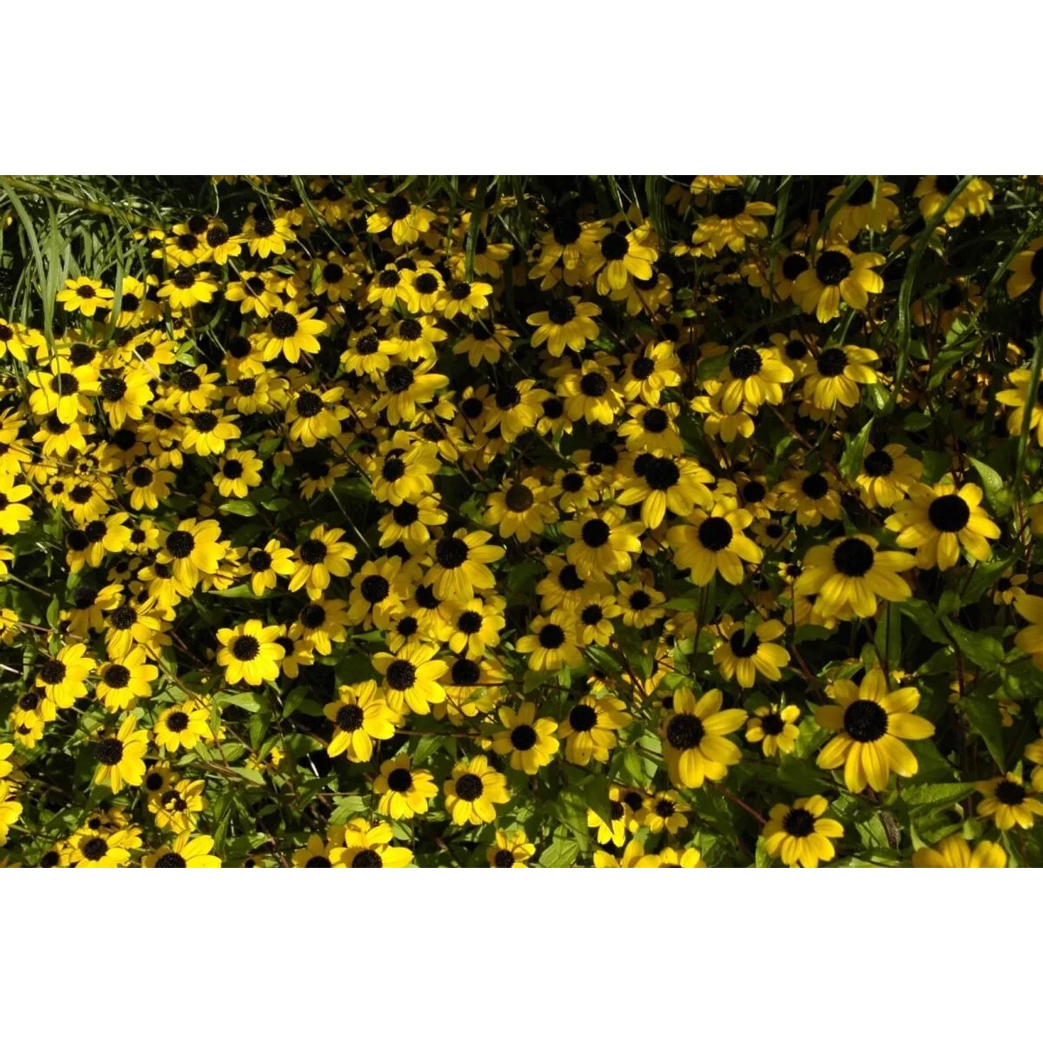Gelber Dreilappiger Sonnenhut (Rudbeckia Triloba) im 9x9 cm Topf, blühende Staude.