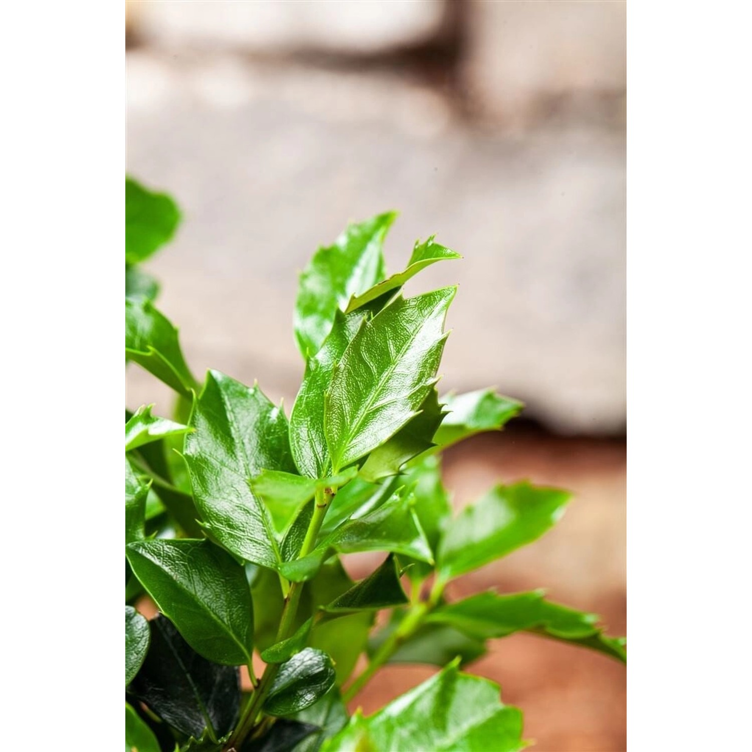 Ilex meserveae 'Blue Maid' -R- 120 cm Stammhöhe günstig online kaufen