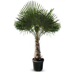Sunny-Tree Trachycarpus Fortunei Chinesische Fächerpalme 220 bis 240 cm Stammhöhe 60 bis 80 cm Winterhart bis -18°C