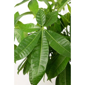 Nahaufnahme eines Rasierpinselbaums (Pachira aquatica) mit grünen Blättern im Topf.