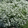 Nahaufnahme der weißen Blüten einer Schleifenblume (Iberis sempervirens) im Garten.
