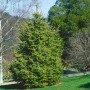 Goldgelbe Gemeine Fichte (Picea Abies Aurea), 70–80 cm hoch, im Garten.