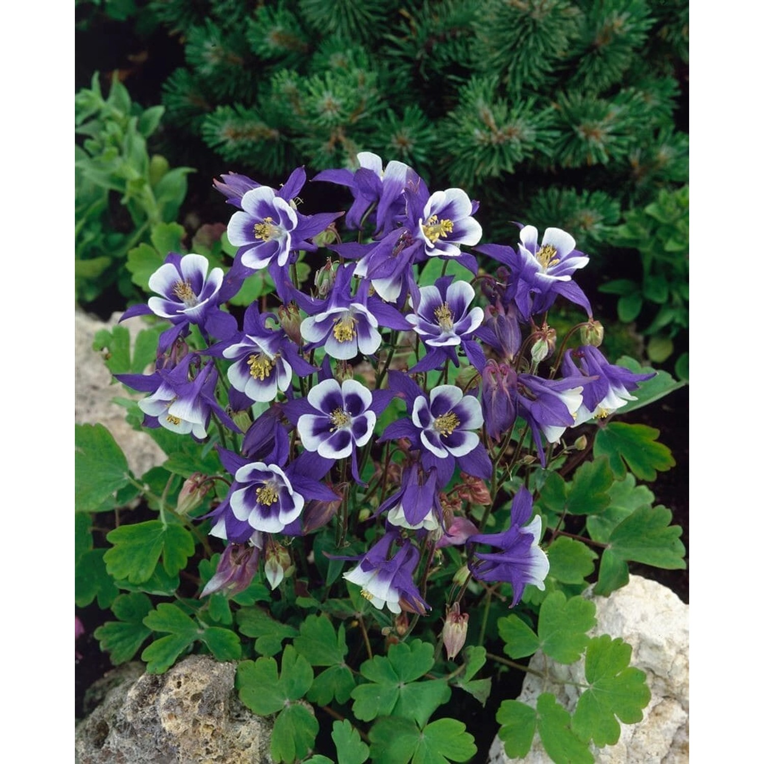 Aquilegia Caerulea Blue Star Akelei Ca. 9x9 cm Topf günstig online kaufen