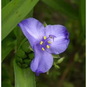 Nahaufnahme einer lila Dreimasterblume (Tradescantia andersoniana) mit gelben Staubgefäßen.
