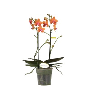 Orangefarbene Schmetterlingsorchidee (Phalaenopsis) im Topf, eine elegante Zimmerpflanze.