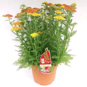 Schafgarben-Mischung im Topf, ca. 60 cm hoch, mit gelben und orangen Blüten.