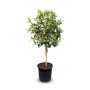 8 Jahre alter Kumquat Zitrusbaum mit grünen Blättern und orangefarbenen Früchten im schwarzen Topf.