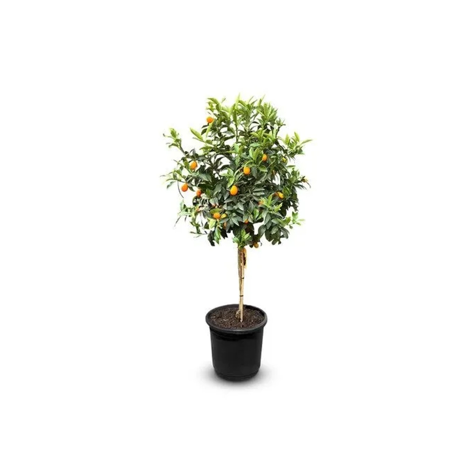 Sunny-Tree Kumquat Fortunella  8 Jahre Alter Zitrusbaum   Zitruspflanze mit Obst  160 Zentimeter A+ Ware