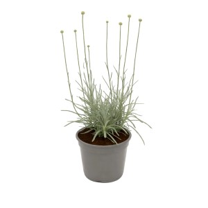 Trommelstöckchen Craspedia im Topf, ca. 13 cm Ø. Dekorative, gelbe Zierpflanze für sonnige Standorte.