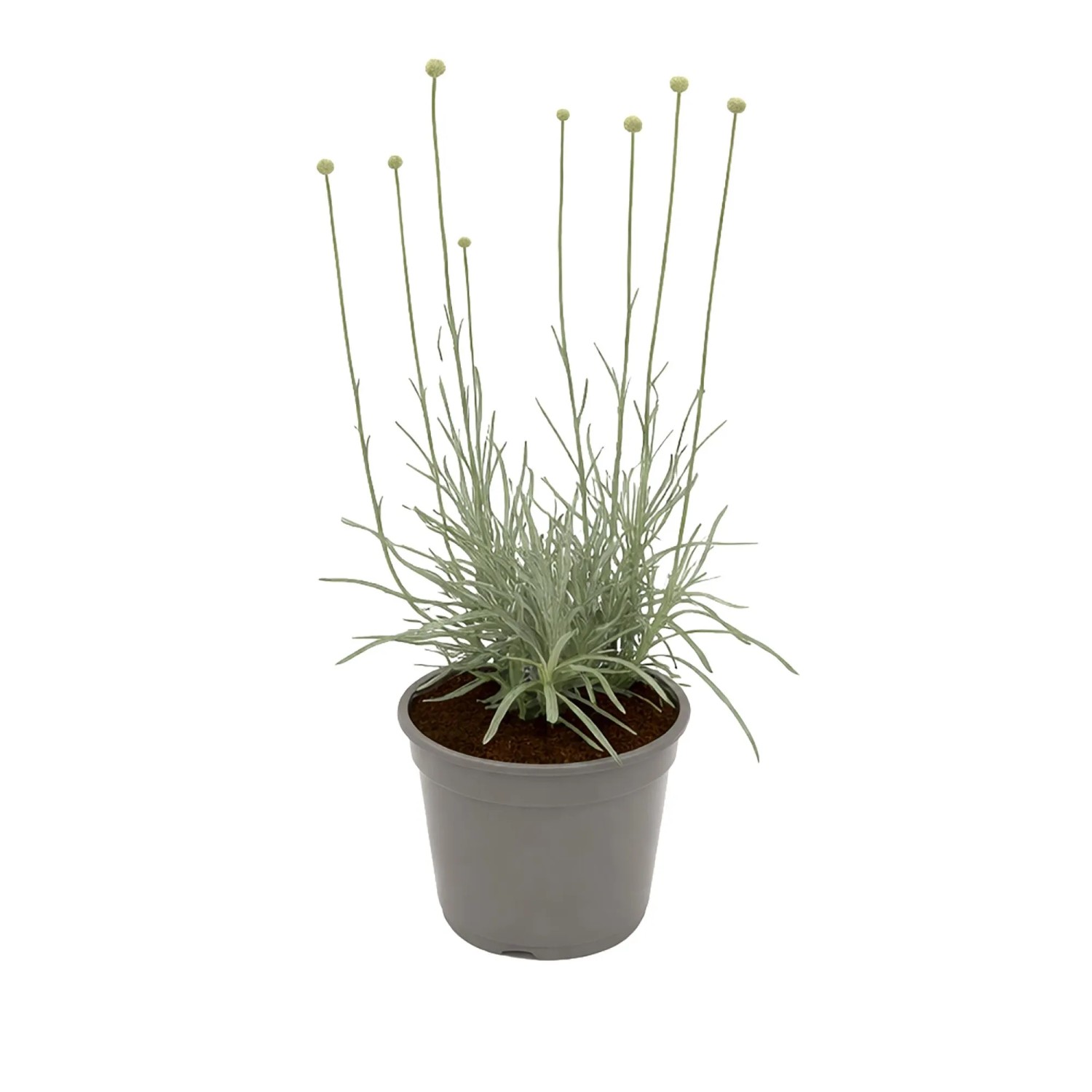Trommelstöckchen Gelb Topf-Ø ca. 13 cm Craspedia globosa kaufen bei OBI