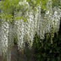 Blühender, weißer Chinesischer Blauregen (Wisteria sinensis) mit herabhängenden Blütentrauben.