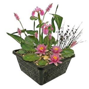 Vdvelde Mini Teichpflanzen Set Rosa 4 Wasserpflanzen Korb Substrat & Dünger