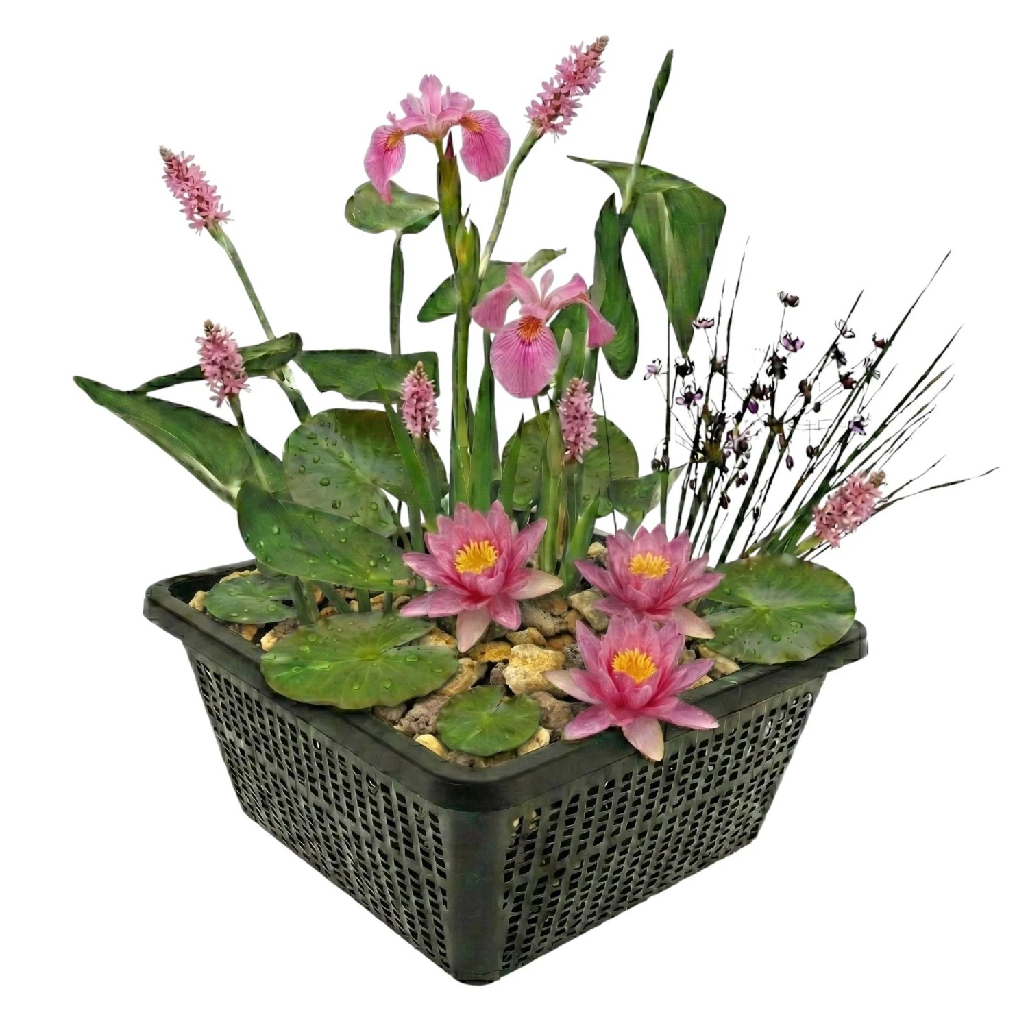 Vdvelde Mini Teichpflanzen Set Rosa 4 Wasserpflanzen Korb Substrat & Dünger