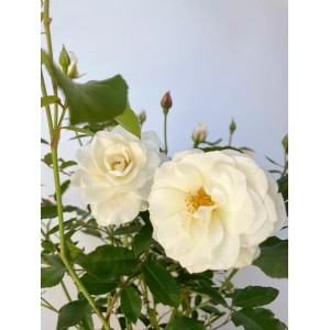 Nahaufnahme der Strauchrose Schneewittchen mit üppigen, reinweißen Blüten im Topf.