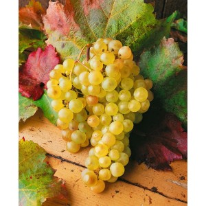 Frische, helle Weintrauben der Weinrebe Vitis Vinifera, umgeben von bunten Blättern.