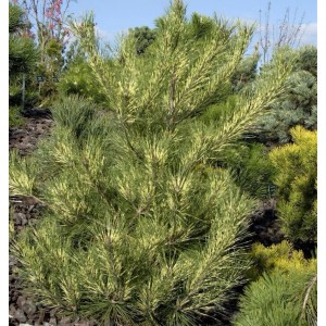 Japanische Rotkiefer Oculus Draconis 70-80cm - Pinus densiflora