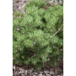 Kompakte, grüne Bergkiefer Pinus Mugo Laurin (15–20 cm) im Steingarten.