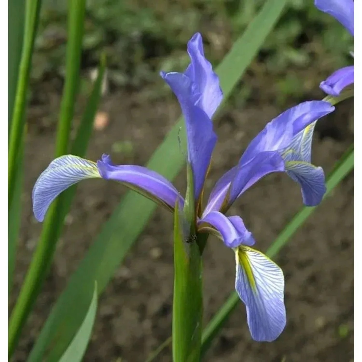 Hohe Steppeniris - Iris spuria