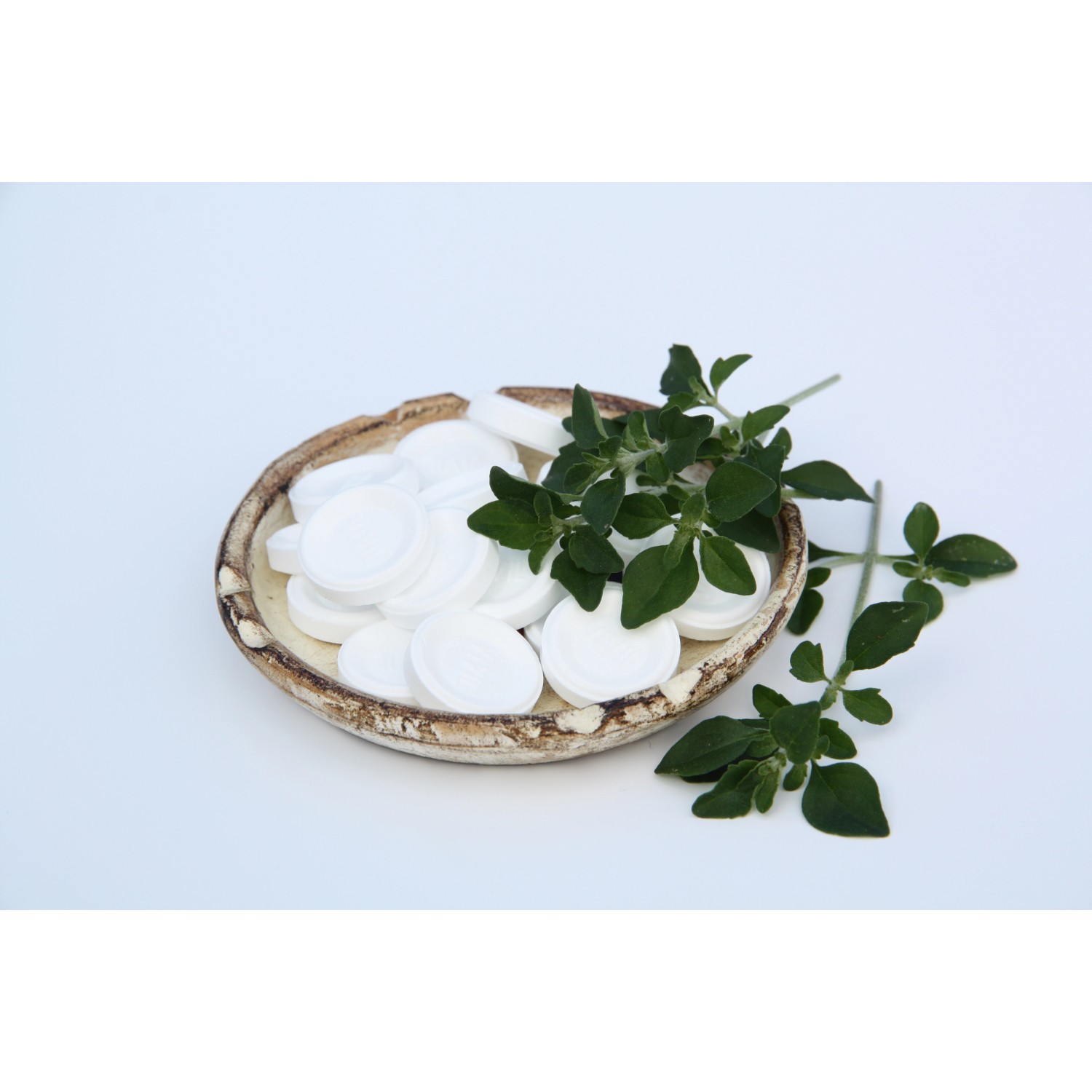 Blu Bio-Menthol-Strauch im Topf (Ø 12cm) mit Blättern in einer Schale.