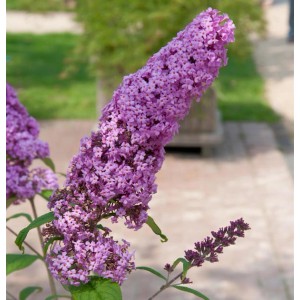 Nahaufnahme des rosa Sommerflieders 'Pink Delight' (Buddleja) im Garten.