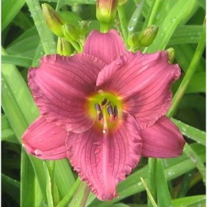 Nahaufnahme einer rosafarbenen Taglilie (Hemerocallis cultorum) mit grünen Blättern.
