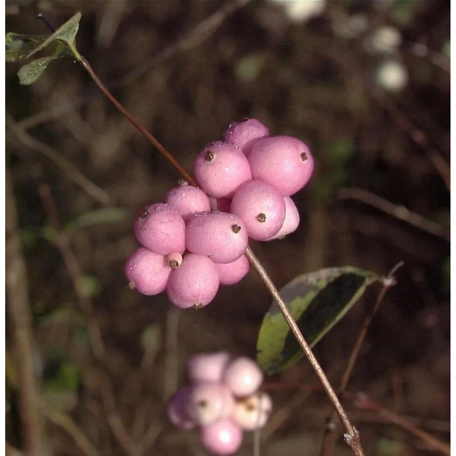 Amethystbeere Magical Temptation 30-40cm - Symphoricarpos doorenbosii günstig online kaufen