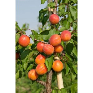 Aprikosenbaum 'Harcot' (150–200 cm) mit reifen, orangefarbenen Früchten und grünen Blättern.