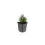 Exotenherz Lavendel 'Dwarf Blue' im 9cm Topf, 12er Set. Kompakter, duftender Bodendecker.