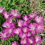 Rosa Mittagsblume (Delosperma Cooperi) im 9x9 cm Topf. Blühende Staude mit sukkulenten Blättern.