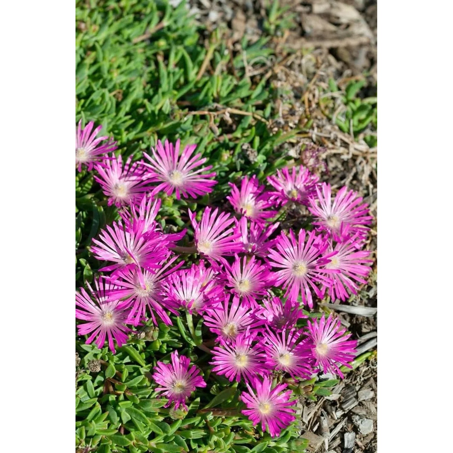 Rosa Mittagsblume (Delosperma Cooperi) im 9x9 cm Topf. Blühende Staude mit sukkulenten Blättern.