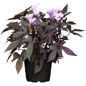 Purpurwinde (Ipomoea purpurea) im Topf, ca. 40-60 cm hoch, mit lila Blüten und dunklen Blättern.