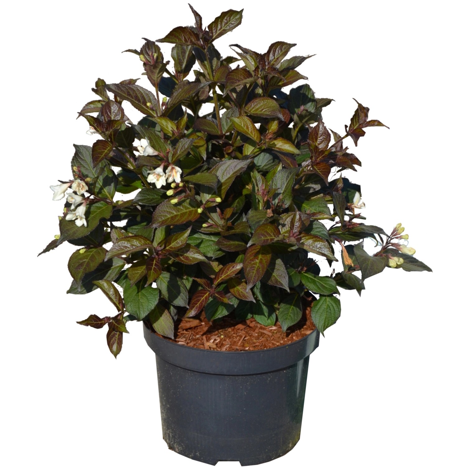 Weigelie Ebony and Ivory Höhe ca. 50-60 cm Topf ca. 6 l Weigela florida günstig online kaufen